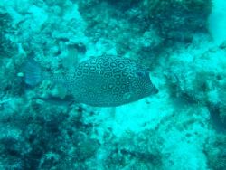 Taken in Curacao with Sony Cybershot - no strobe natural ... by Kelly N. Saunders 